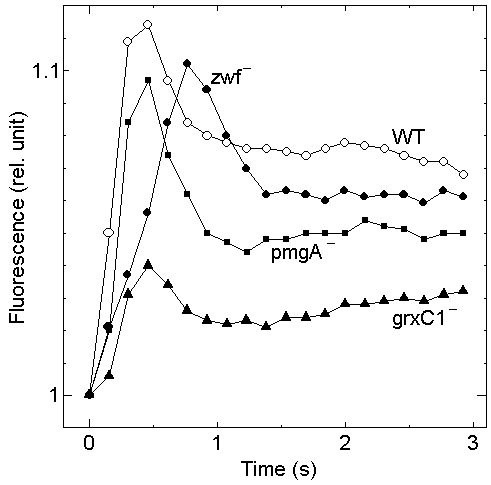 シアノバクテリアの蛍光の時間変化のグラフ