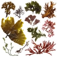 淡路島で採集されたさまざまな紅藻