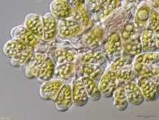 油を生産する藻類の写真