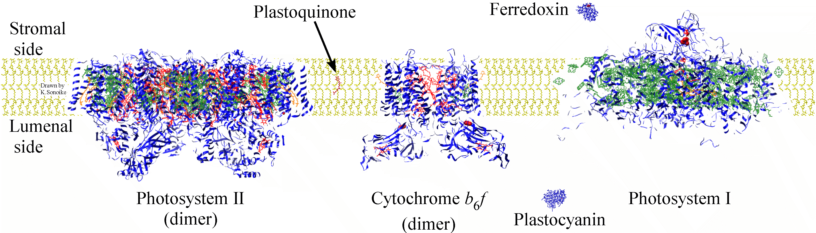 Photosynthetic Machinery in Thylakoid membranes