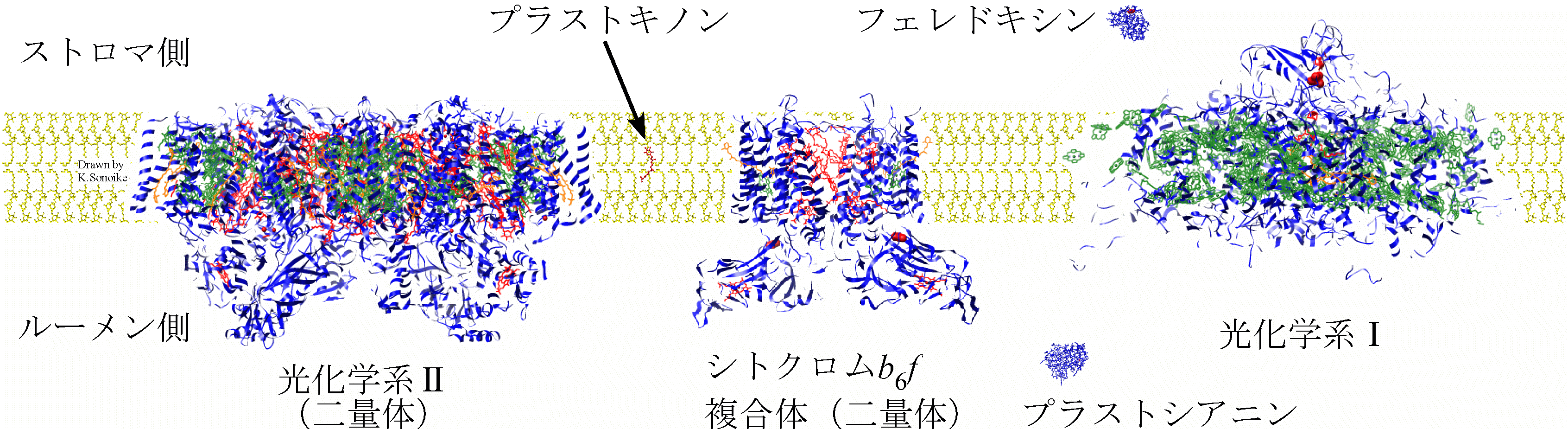 チラコイド膜の光合成装置